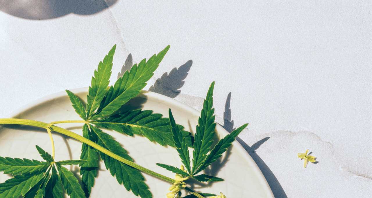 So, How Is CBD Made Anyway? - NextEvo Naturals